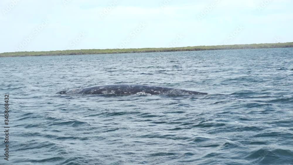 Gray Whale Blow while Surfacing in Magdalena Bay in Baja California Mexico Gray Whale Blow while Surfacing in Magdalena Bay in Baja California Mexico