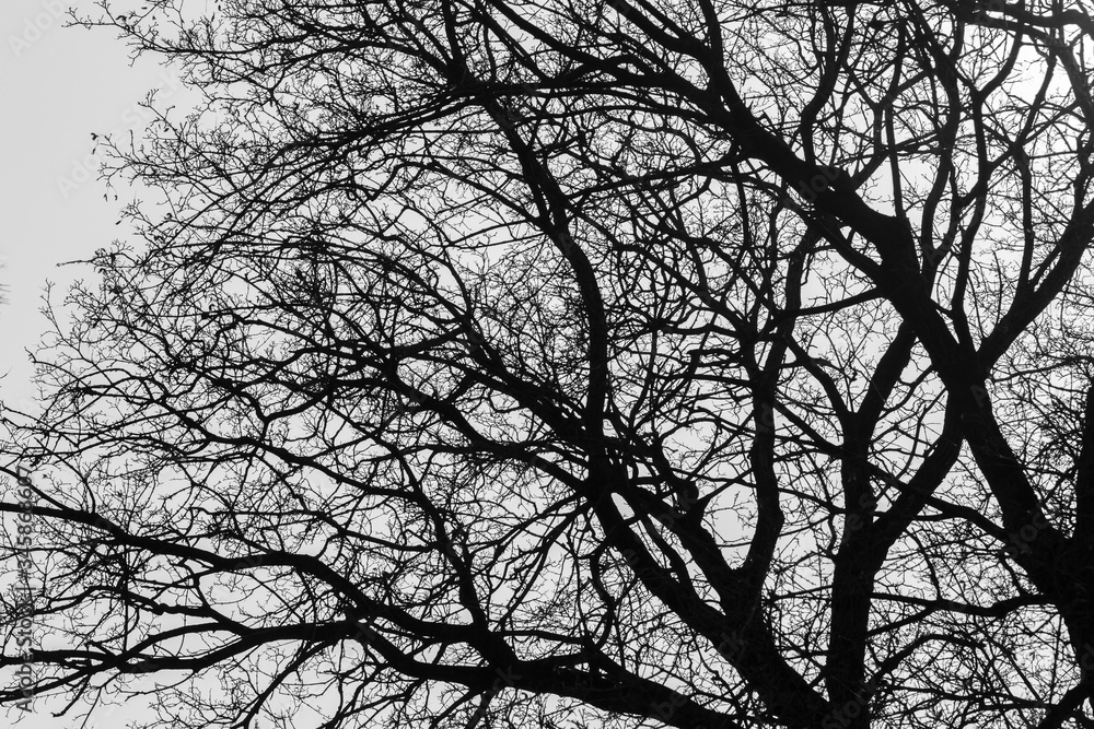 Tree in winter against the sky view from the bottom up black and white background Tree in winter against the sky view from the bottom up black and white background