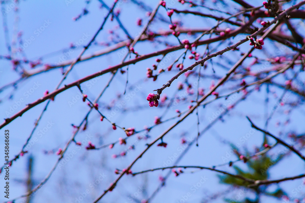 Apricot blossom Peach Blossom flowering pink flowers blue background close up Apricot blossom Peach Blossom flowering pink flowers blue background close up