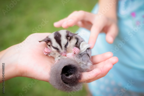 Sugar glider in girl's hand.