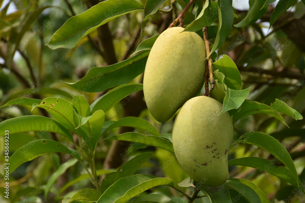Bunches of organic raw mangoes in Thai mango gardens. Bunches of organic raw mangoes in Thai mango gardens.
