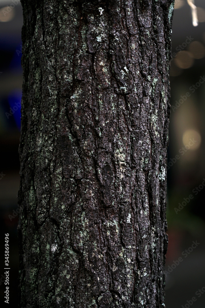 Fototapeta premium trunk of a tree