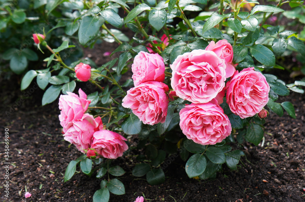 Leonardo da vinci floribunda rose shrub of pink flowers Stock 写真 | Adobe  Stock