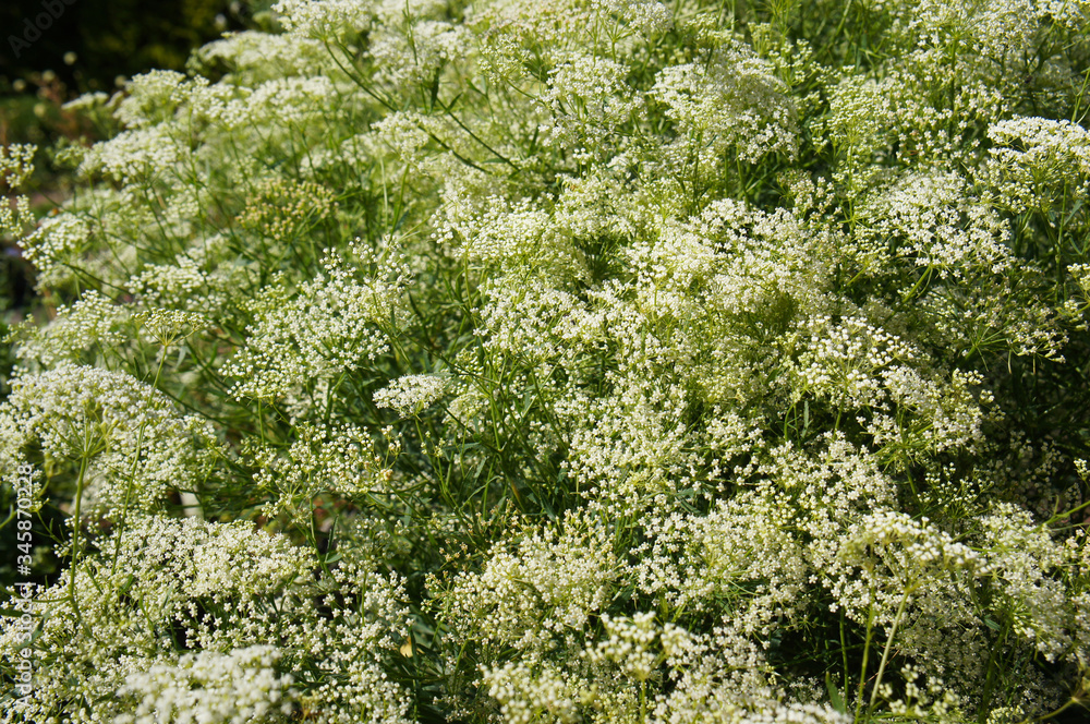 Shrub of pimpinella anisum or aniseed white meadow flowers Shrub of pimpinella anisum or aniseed white meadow flowers