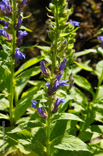 Lobelia siphilitica or great blue lobelia plant vertcial photo