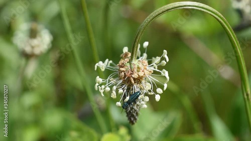 Closeup of a small beetle (Psilothrix viridicoerulea) on the flower of the plantain photo