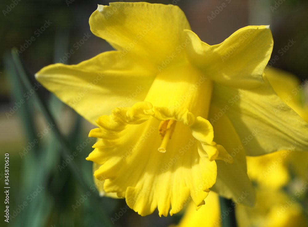 Bright and showy Daffodil flowers close up. Narcissus flowers.