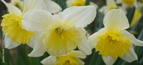 Bright and showy Daffodil flowers close up. Narcissus flowers.