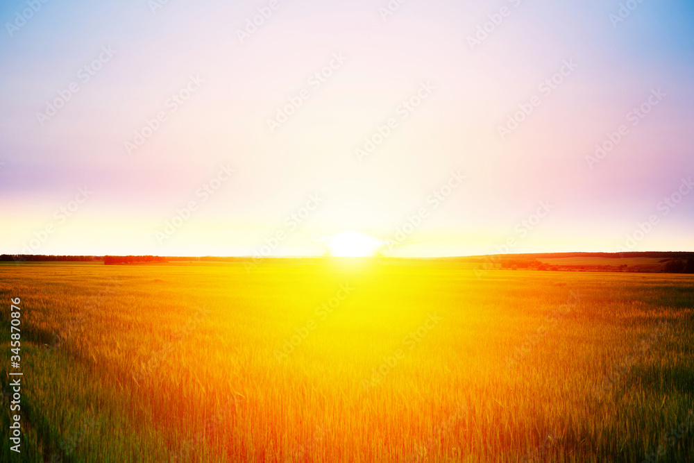 Beautiful sunrise over a field of wheat