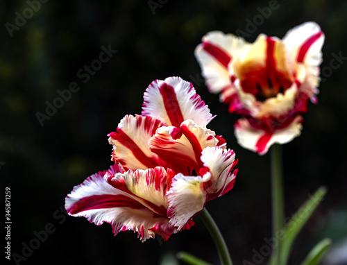 background, beautiful, beauty, bloom, blossom, closeup, color, colorful, flora, floral, flower, garden, green, macro, natural, nature, plant, red, spring, summer, tulip