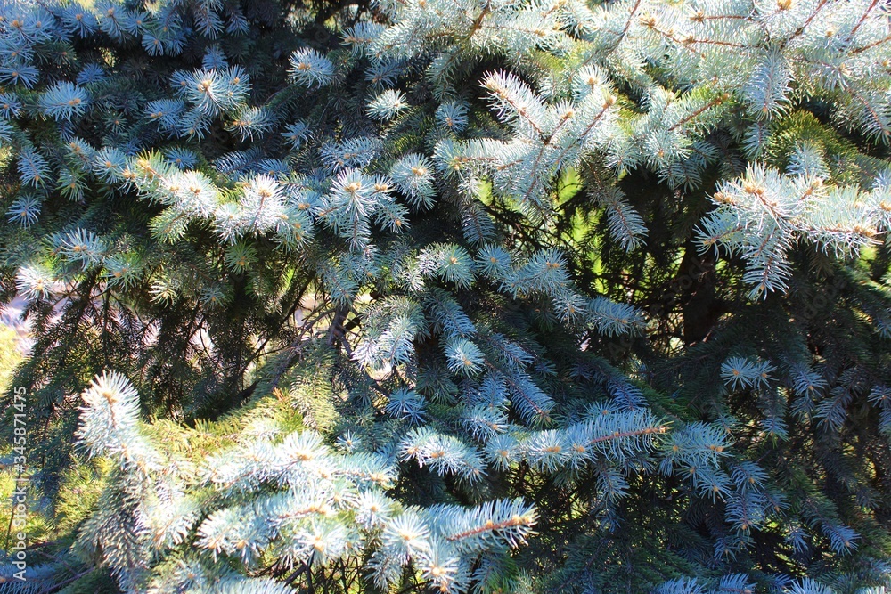 Branches of blue spruce close-up. Blue christmas tree with little cones. Background from coniferous branches. Clean air concept.