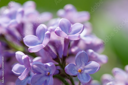 Macro of lilac flowers