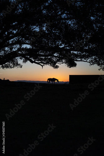 Horse silhouette sunset horizon