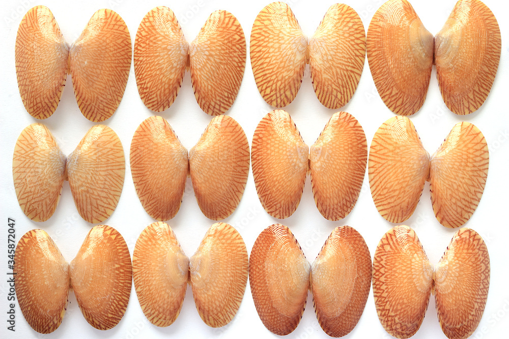 The shells of twelve striped clams are beautifully arranged The shells of twelve striped clams are beautifully arranged