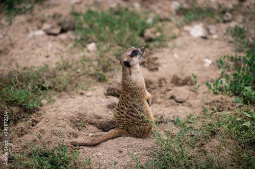 meerkat on the lookout © cosmin ms