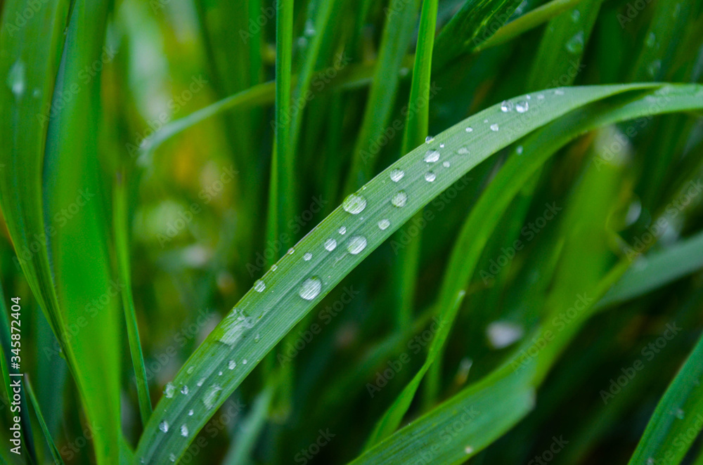 *Gras* *Gras*