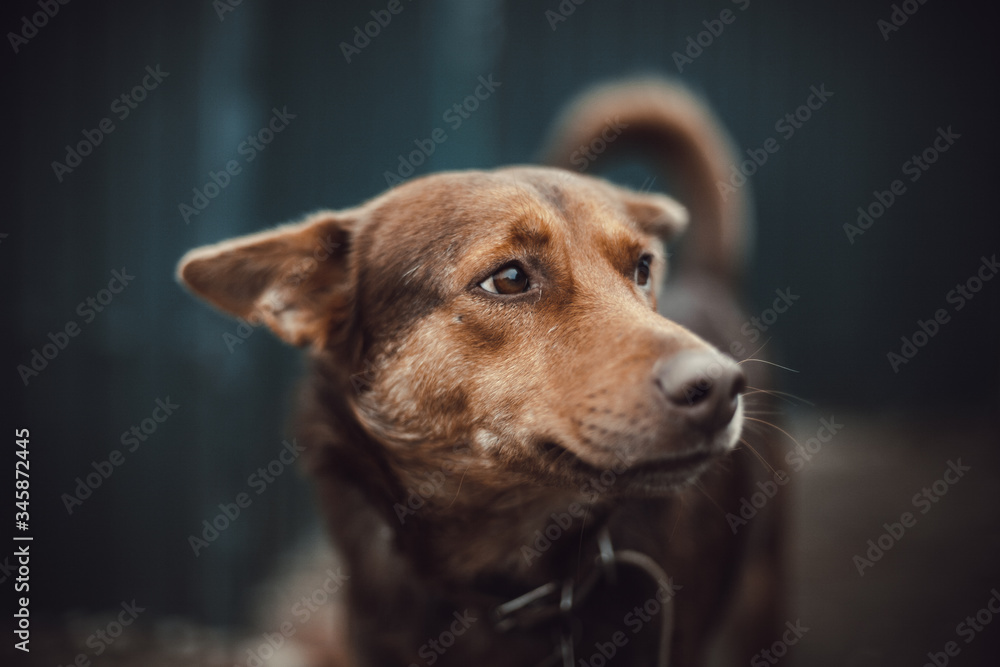 The head of a purebred brown dog on a blurred background of a fence. The dog looks sadly to the side with lowered ears. Front view. The head of a purebred brown dog on a blurred background of a fence. The dog looks sadly to the side with lowered ears. Front view.