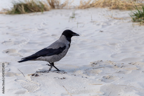 Crow with finding food on the beach on a sunny day. © Agnese