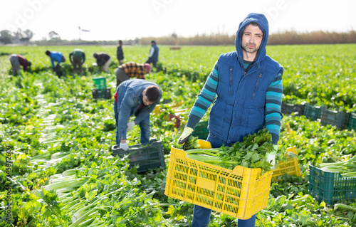 Farm worker carrying crate with celery