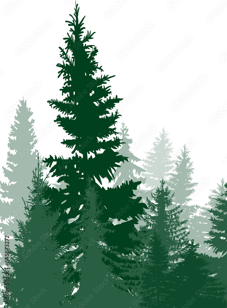 small part of green fir forest on white