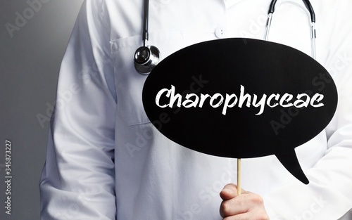 Charophyceae. Doctor in smock holds up speech bubble. The term Charophyceae is in the sign. Symbol of illness, health, medicine photo