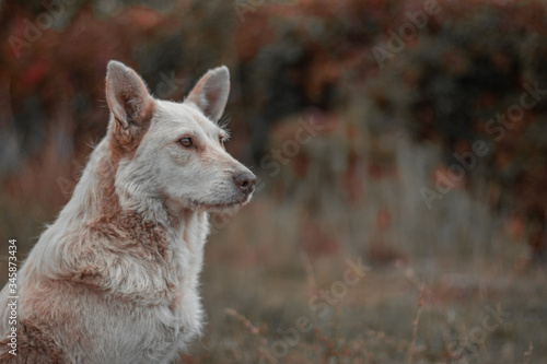 A stately large mongrel dog with cream hair on a blurred background of nature looks sadly into the distance. Side view. 