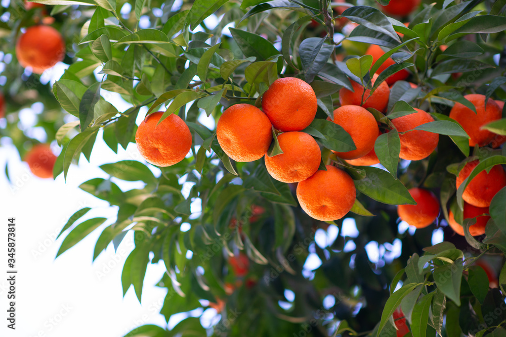 Orange tree with ripe fruits. Tangerine. Branch of fresh ripe juicy oranges with lush leaves in sun beams. Satsuma tree picture. Citrus