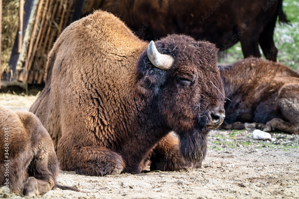 American buffalo known as bison, Bos bison in the zoo American buffalo known as bison, Bos bison in the zoo
