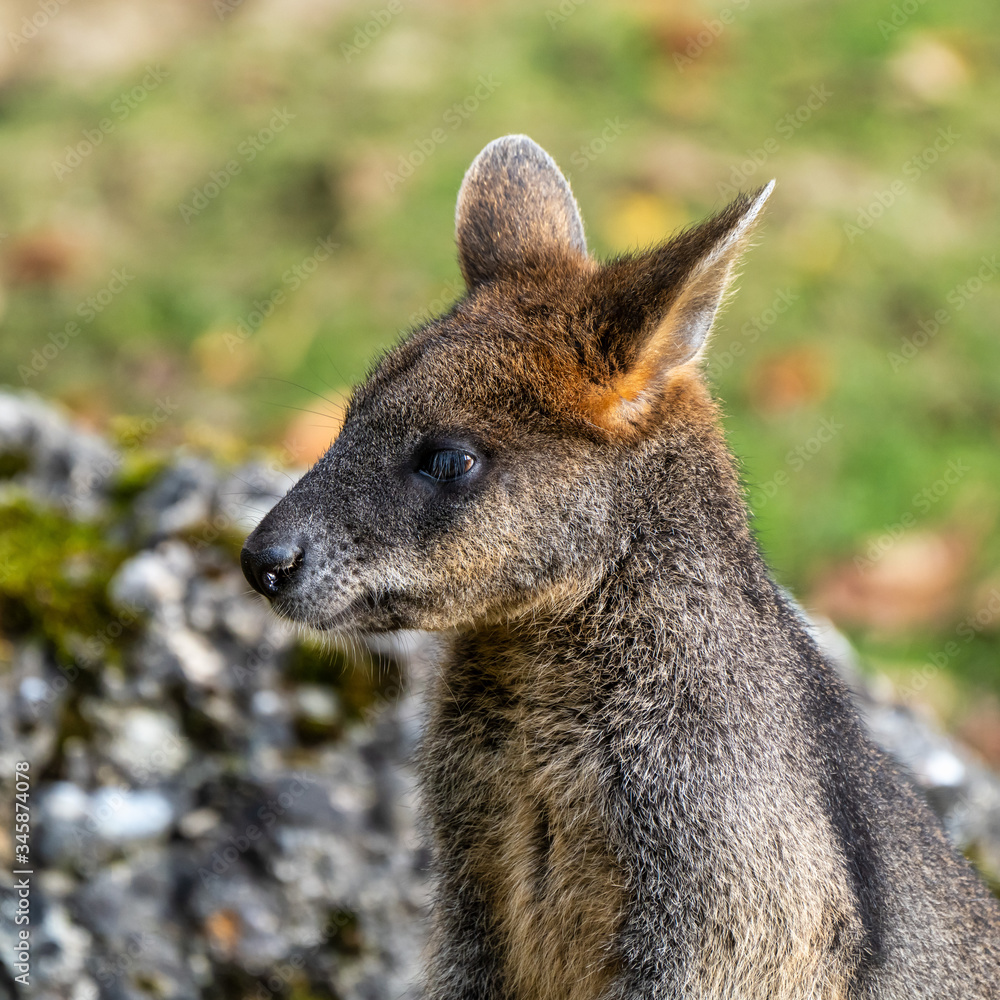 Swamp Wallaby, Wallabia bicolor, is one of the smaller kangaroos Swamp Wallaby, Wallabia bicolor, is one of the smaller kangaroos