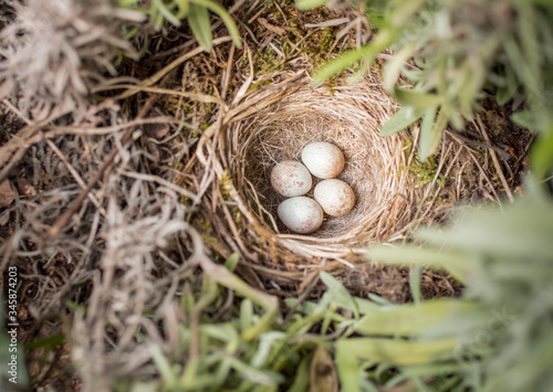 Photography Bird's nest with four eggs
