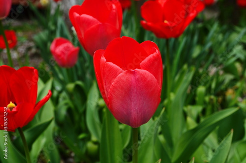 Tulip flowers bloom in spring background the background of blurry tulips in a tulip garden. Nature.