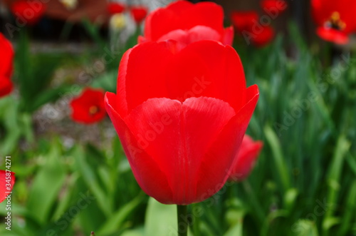 Tulip flowers bloom in spring background the background of blurry tulips in a tulip garden. Nature.