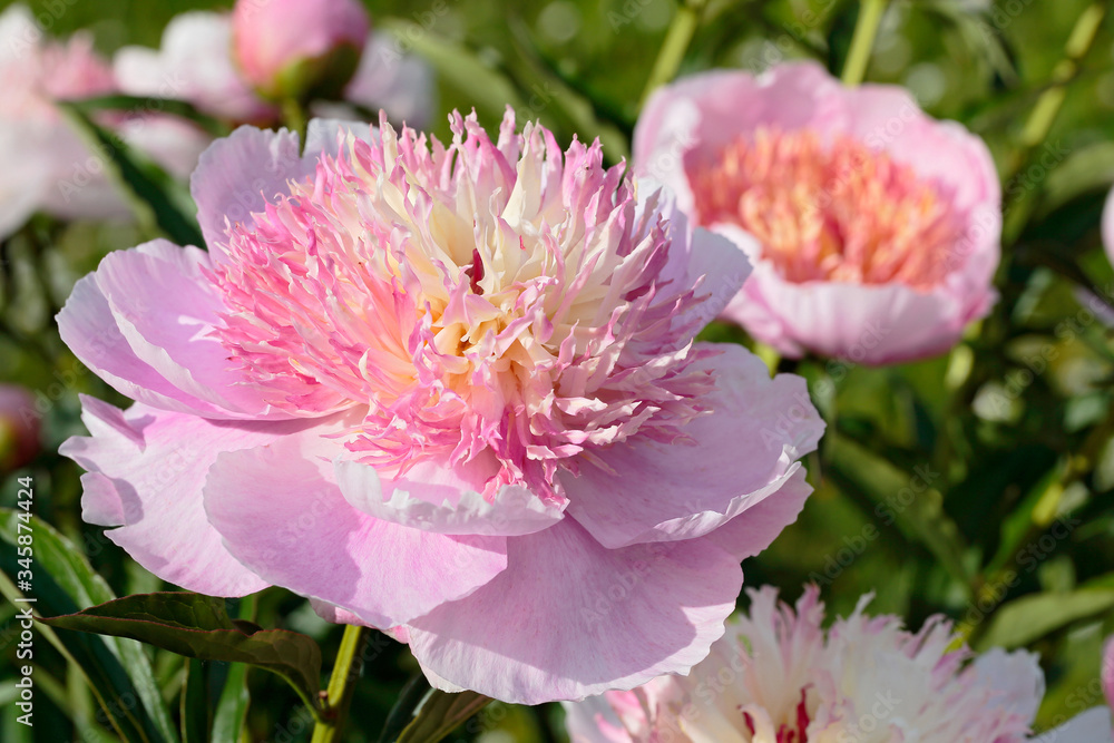 Blooming peony closeup with blurry background