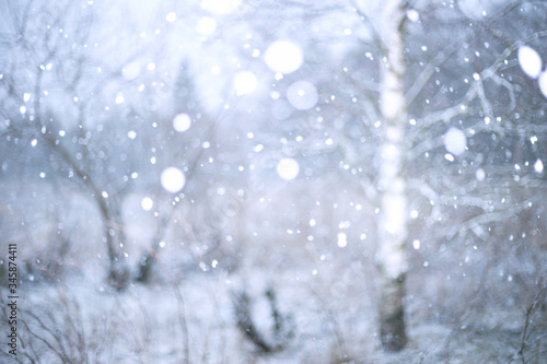 winter forest background © mycteria