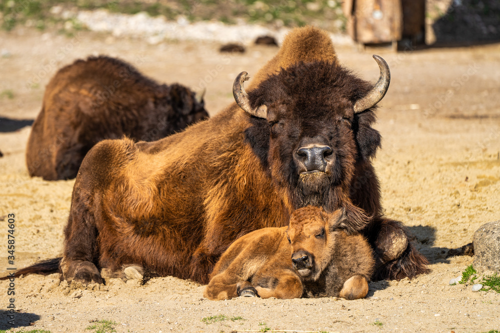 American buffalo known as bison, Bos bison in the zoo American buffalo known as bison, Bos bison in the zoo