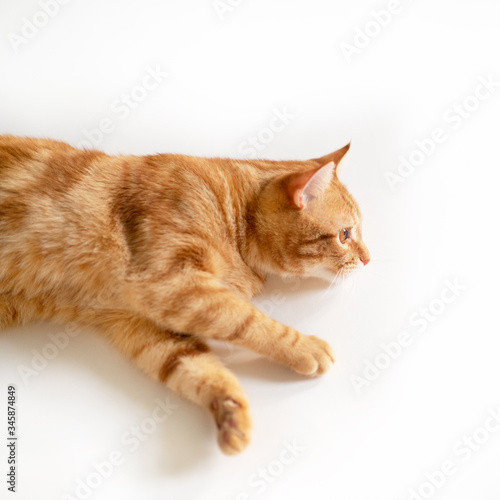 Beautiful young ginger cat looking at copyspace  well-fed and satisfied. Lovely orange pet. Cute red kitten with classic marble pattern lies isolated on white background.