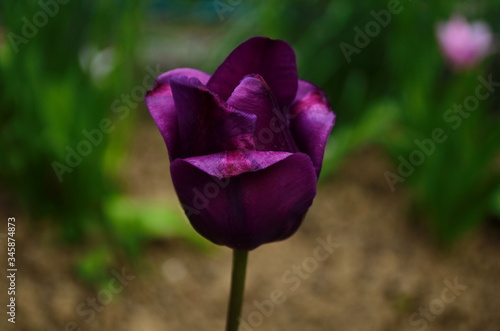 Wallpaper Mural Tulip flowers bloom in spring background the background of blurry tulips in a tulip garden. Nature. Torontodigital.ca
