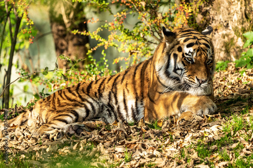 The Siberian tiger Panthera tigris altaica in the zoo