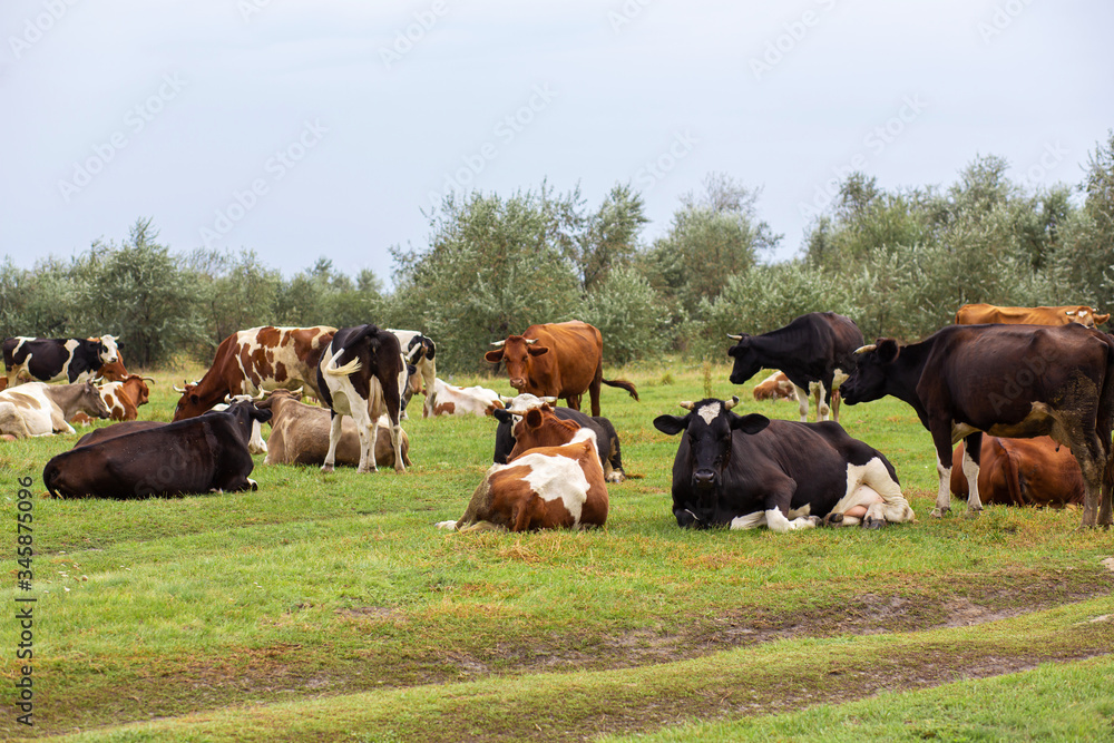 Rural cows graze on a green meadow. Rural life. Animals. agricultural country