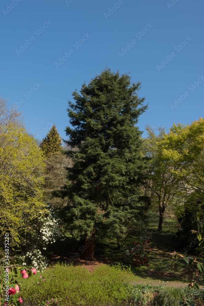 Green Foliage of the Evergreen Coastal Redwood or Californian Evergreen Redwood Tree (Sequoia sempervirens) Growing in a Garden in Rural Devon, England, UK