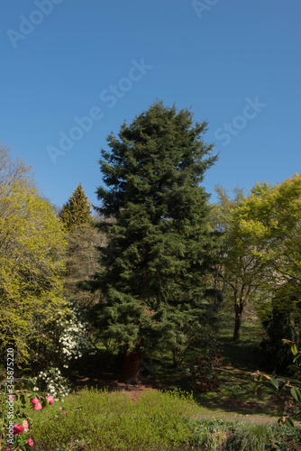 Green Foliage of the Evergreen Coastal Redwood or Californian Evergreen Redwood Tree (Sequoia sempervirens) Growing in a Garden in Rural Devon, England, UK