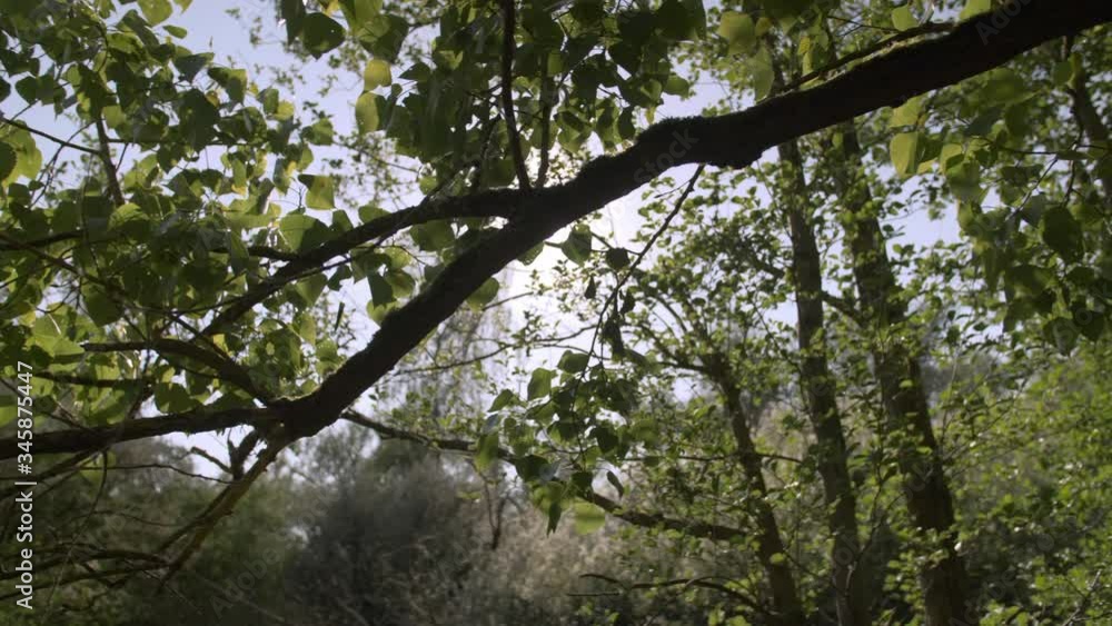 Sunlight glares through tree branches with lens flare, panning right Sunlight glares through tree branches with lens flare, panning right