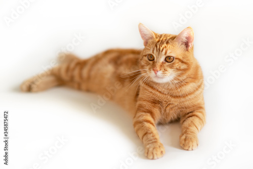 Beautiful young ginger cat looking at copyspace. Adorable orange pet. Cute red kitten with classic marble pattern lies isolated on white background.