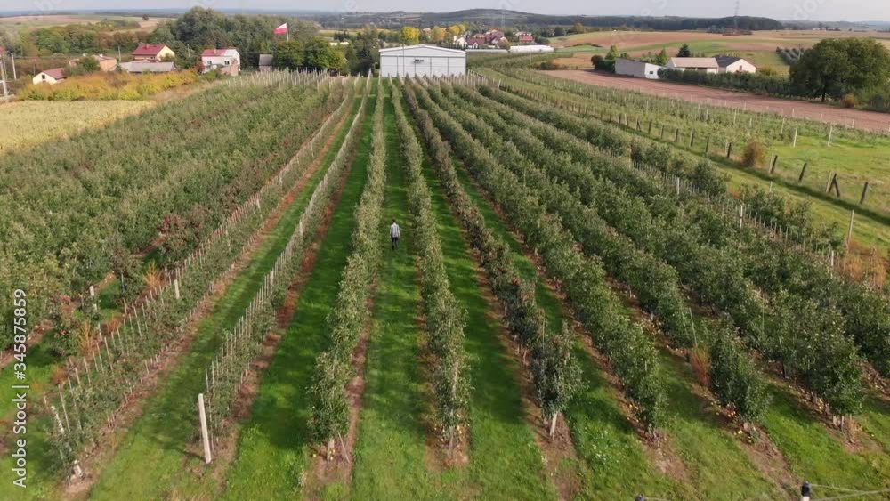 Man Walks in professional Apple Orchard. Drone Shot. Fresh, Grown-Up Apples. Man Walks in professional Apple Orchard. Drone Shot. Fresh, Grown-Up Apples.