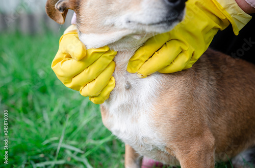 Photography Closeup of human hands using silver tweezers to remove dog adult tick from the fur,dog health care concept
