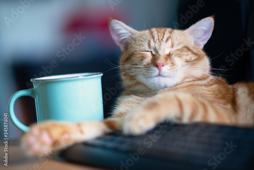 Beautiful young ginger cat well-fed and satisfied sleeps at home working place near keypad and cup of tea. Cute red kitten with classic marble pattern lies on table. Stay home, work home, quarantine