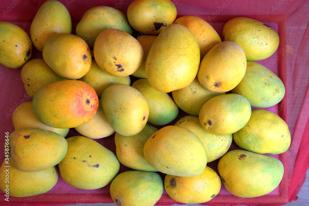 Alphonso mango. Ripe and juicy mangoes are preferred food in summer.  It has many health benefits. Mangoes taste so great that its called king of all fruits. 