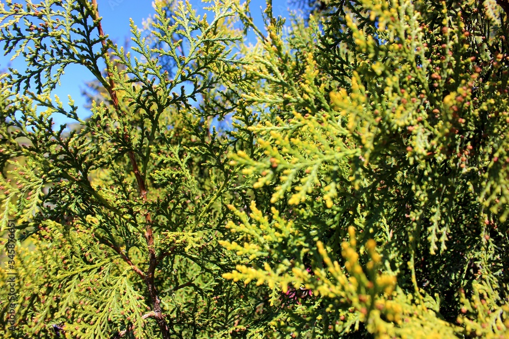 Deep green thuja tree branches close up details as background image, blue sky in the left corner. Juniper branches. Cypress cedar tree branch.