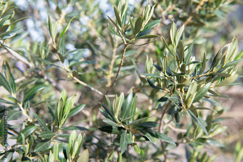 Olive trees garden. Mediterranean farm. Italian olive's grove