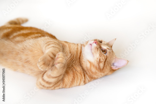 Cunning funny young ginger cat looking up at copyspace, detail. Adorable orange pet. Cute tabby red kitten lies isolated on white background.